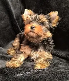 Jorkšírský teriér s PP