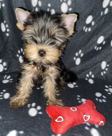 Yorkšírský terier