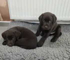 Labradorský retriever s PP