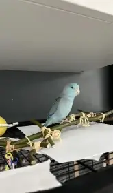 Papoušíček šedokřídlý samec