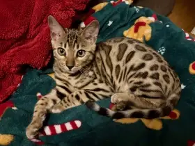 Bengálský kocourek s PP