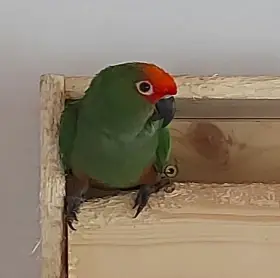 Aratinga zlatohlavý 1,0