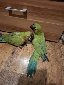 Ara červenouchý - rubrogenys