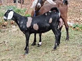 Prodám letošní 100 % AN kozičku s nárokem na POP