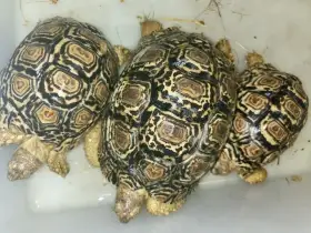 Zelvy pardali, ostruhate, uhlirske