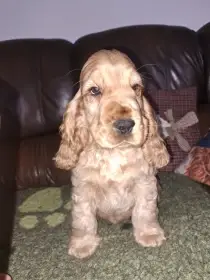 Anglický kokršpaněl s PP