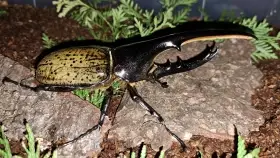 Aktuální nabídka larev zlatohlávků a nosorožíků