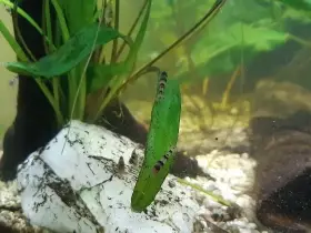 Krevetky Paracaridina sp. var. Raccoon Tiger