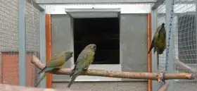 Prodám Papoušek Patagónský