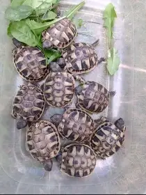 Mláďata želvy zelenavé 2025