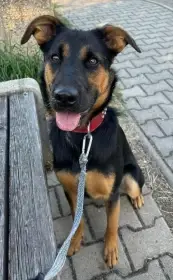 Velmi akční pejsek hledá aktivní domov