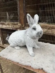 Velký světlý stříbřitý