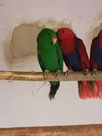 Eklektus polychloros 2:2