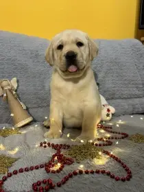 Labradorský retriever s PP 