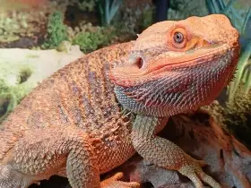 Prodám agamu i s teráriem