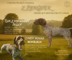 Německý krátkosrstý ohař – štěňata po pracovních rodičích