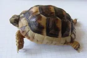 Želva vroubená (Testudo marginata)