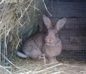 Samci a samice do chovu.....