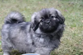 Tibetský Španěl s PP