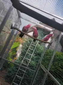 Kakadu růžový , štěpák - lutino