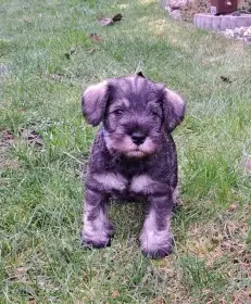 Knírač malý pepř a sůl - štěňata s PP