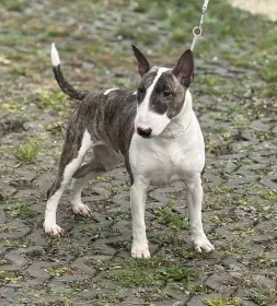 Bulteriér - roční fena s PP