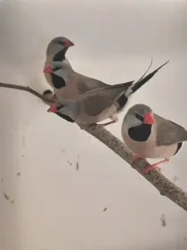 Pásovník dlouhoocasý