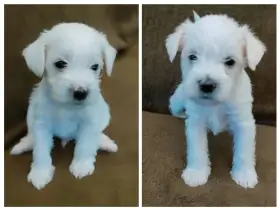 Malý knírač - štěňátka -  wheaten