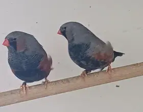 Výstavní zebřička