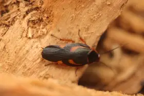 Eustegasta poecilla /Novinka/