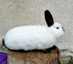 Prodám kalifornské králíky