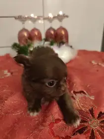 Čivava dlouhosrstá