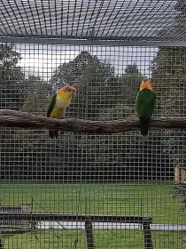 Amazonek bělobřichý