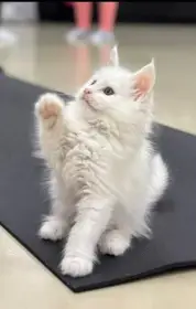 Mainská mývalí kočka