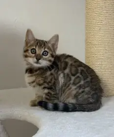 Bengálská hnědá kočička s PP