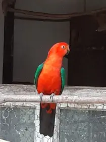 Papoušek královský