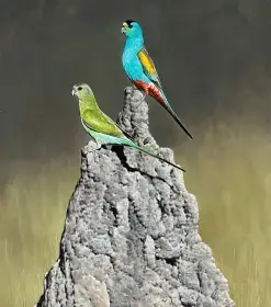 Papoušek žlutoramenný