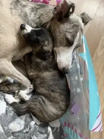 Bennet Dzewana Dracarys s babičkou