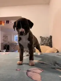 Bennet Dzewana Dracarys