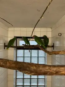 Mladata vlevo na foto