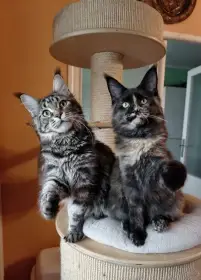 Prodám mainské mývalí kočičky s PP