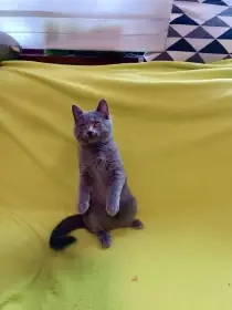 Kartouzská kočka - Kartouzské kotě - kočička