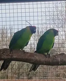 Papoušek chocholatý