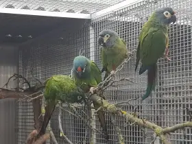 Prodám 1,1 ara marakána