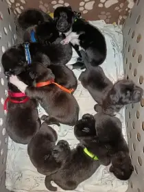 Štěňátka s PP prodám