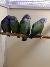 Koupím starší 0.1 Amazónek modrohlavý