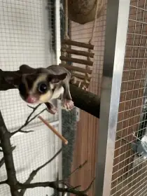 Vakoveverka  létavá