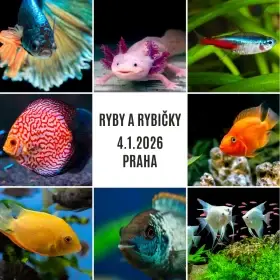 Ryby a rybičky - výstavní a prodejní akvaristická burza v Praze - 4.1.2026