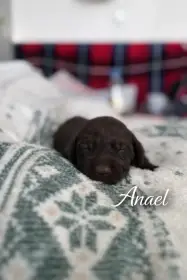 Německý ohař krátkosrstý s PP