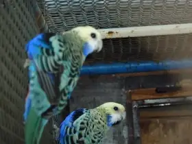 Rosela žlutohlavá severní (Blauwangenrosella ) kr. 25